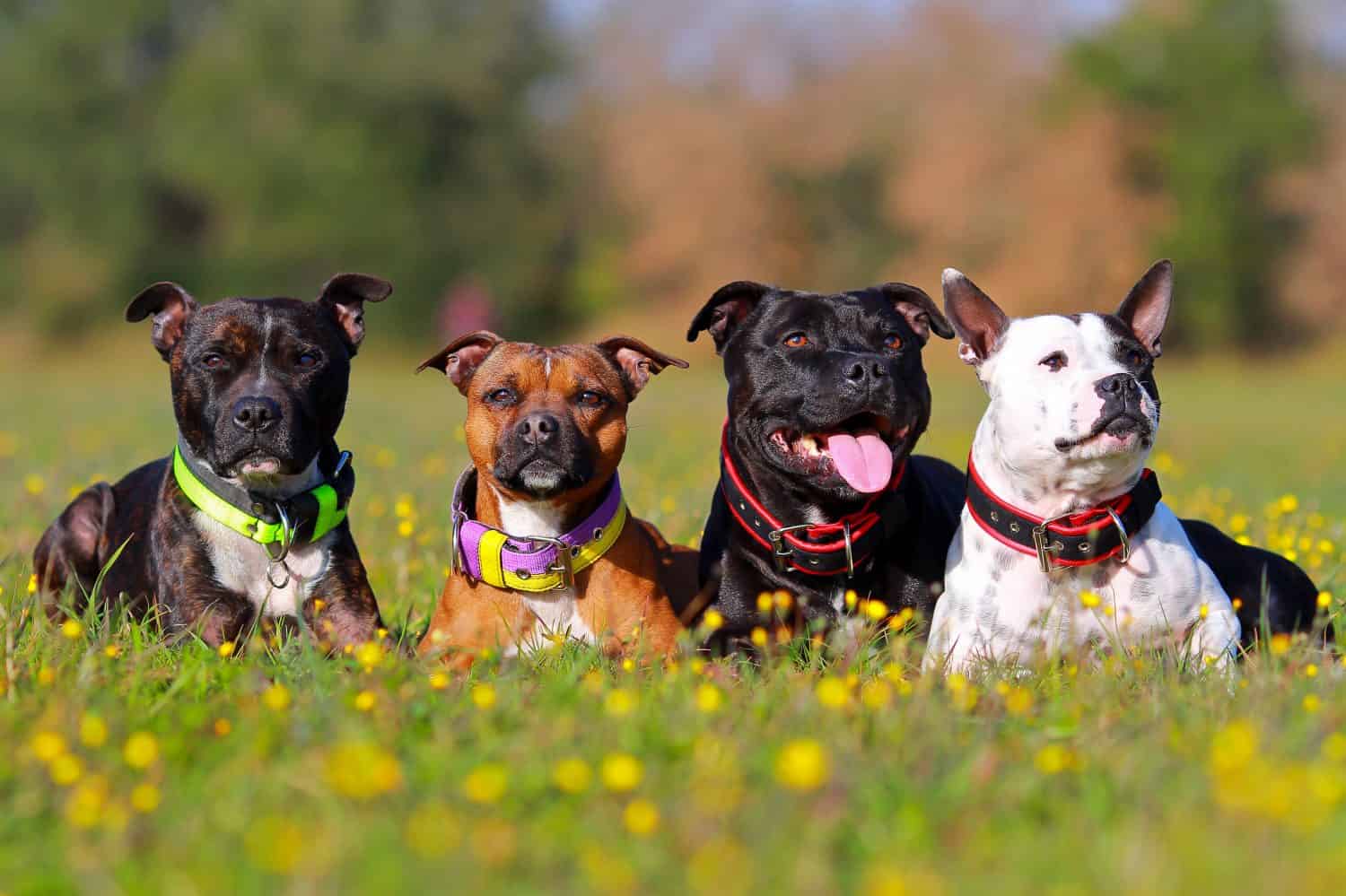 four stafforshire bull terrier