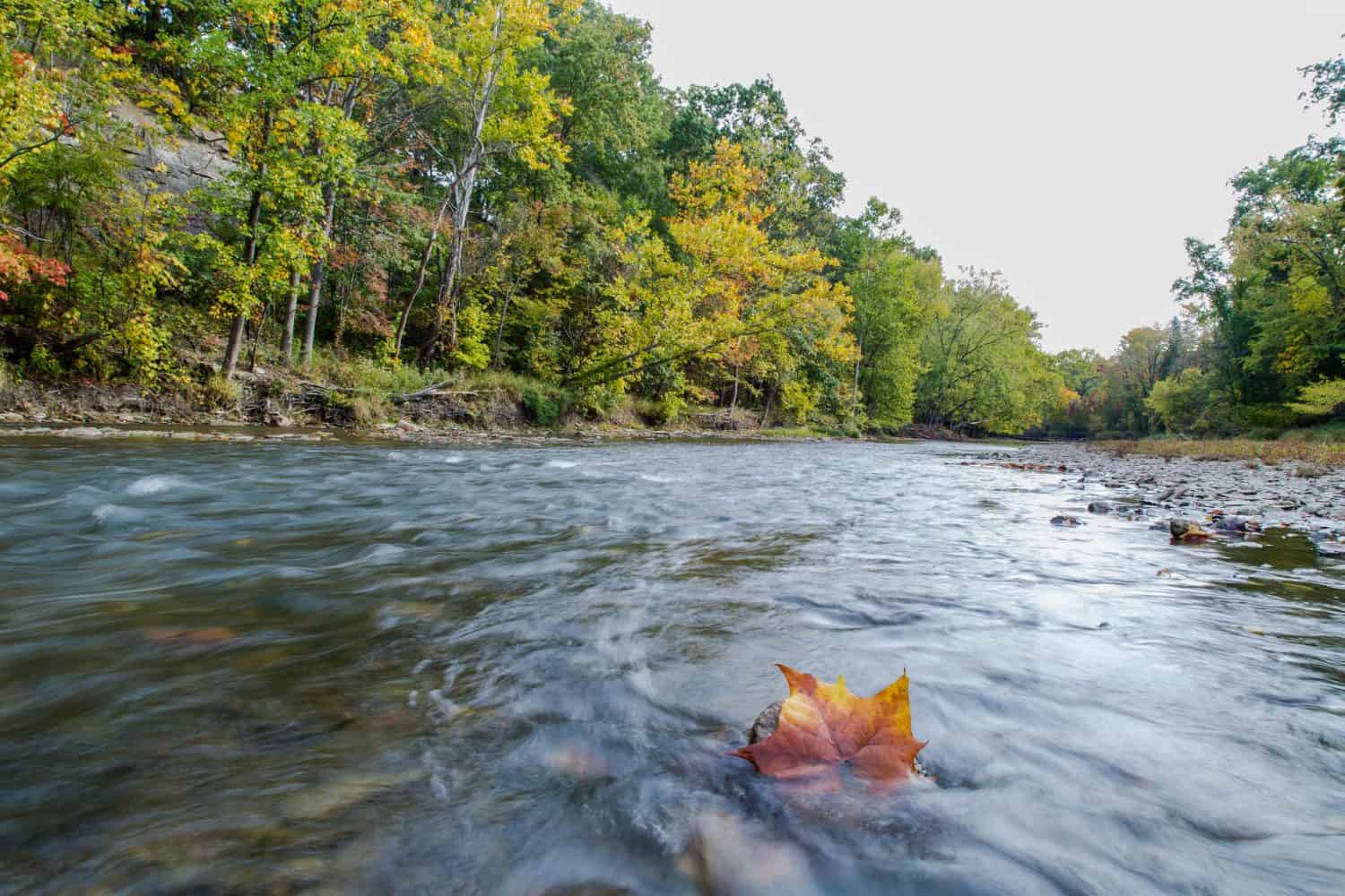 leaf in river. this is rocky river in ohio. feel of water flow in autumn season.
