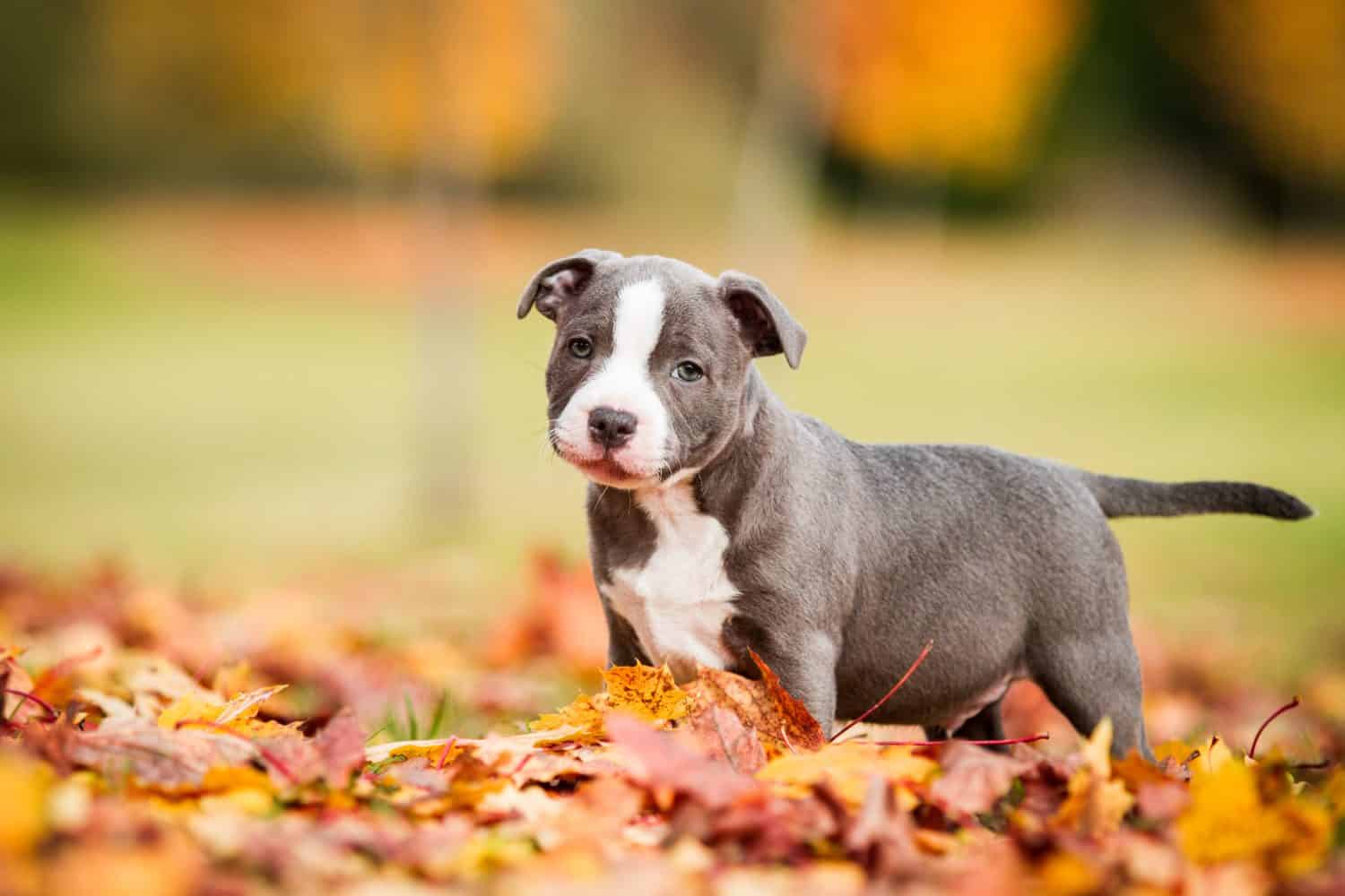 Staffordshire bull terrier, blue pied