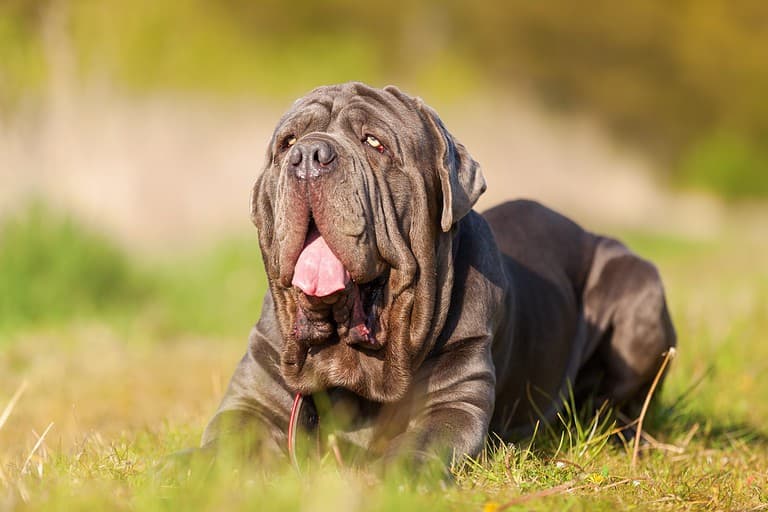 portrait of a Neopolitan Mastiff dog outdoors on a meadow