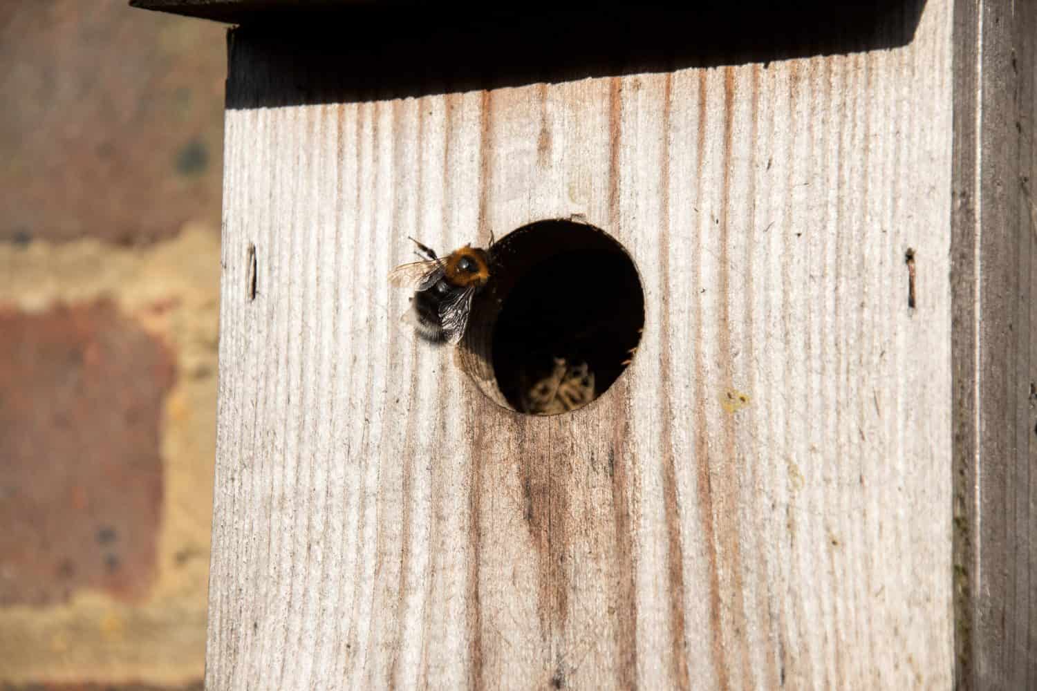 Tree Bumblebees, Bombus hypnorum, using an old bird nesting box. The box was last used by Wrens two years ago, and now the bees are making use of the original nesting material.