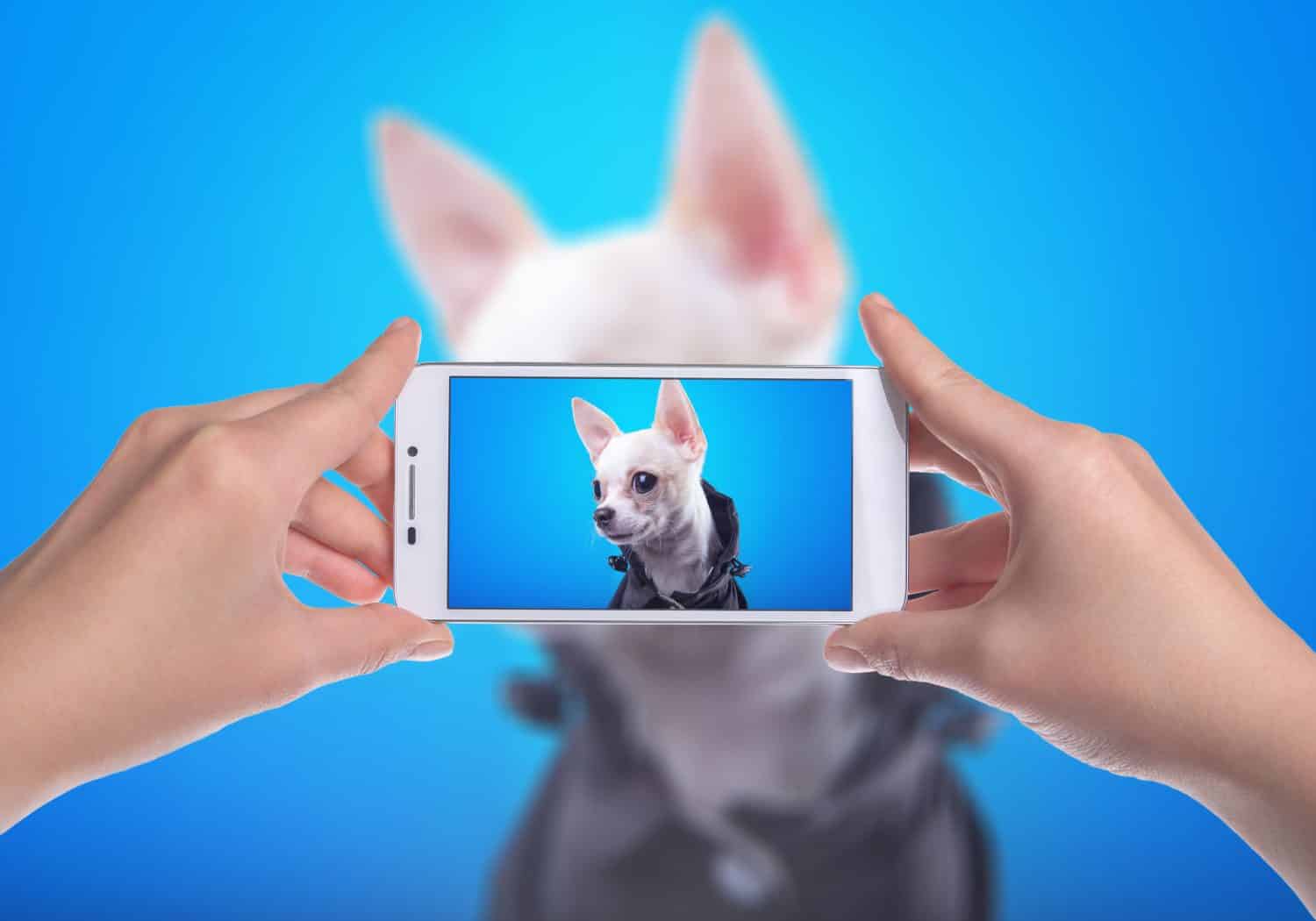 Smart beautiful dog chihuahua photographed themselves on the phone. Funny animals. Photo shoot