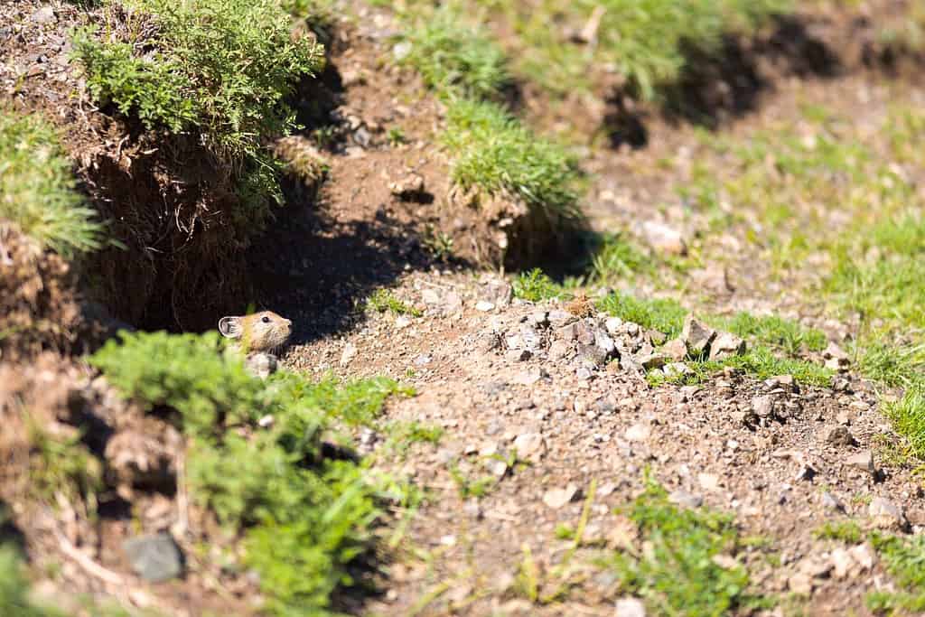 Cute wild hamster pokes head out of burrow at the Yolyn Am or Eagle Valley in southern Mongolia