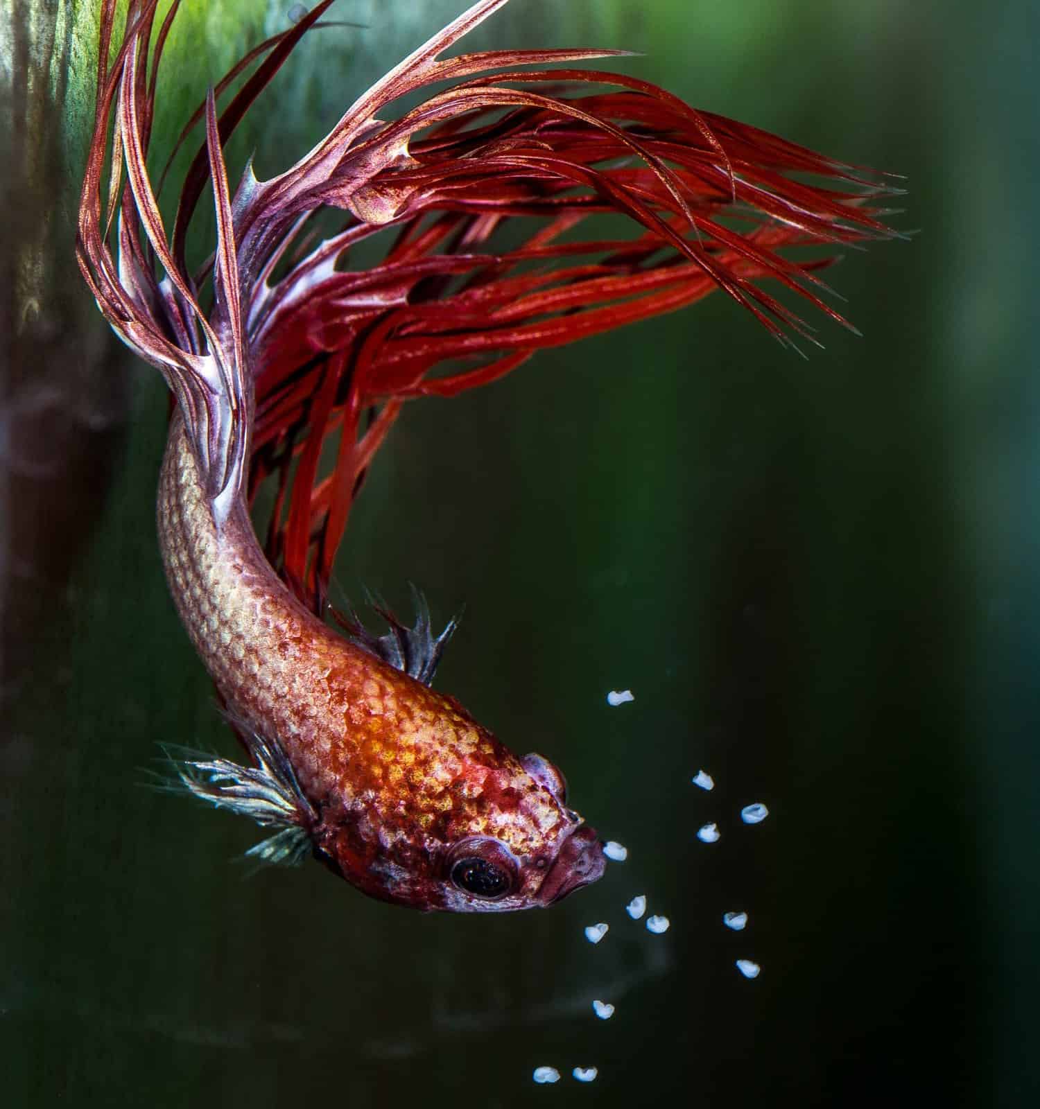 Siamese fighter (Betta splendens) male collecting falling eggs after spawning