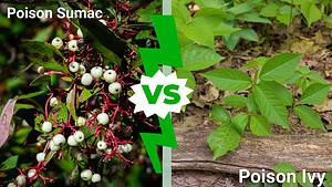 Poison Sumac vs Poison Ivy: Which One Is More Dangerous to Touch? Picture