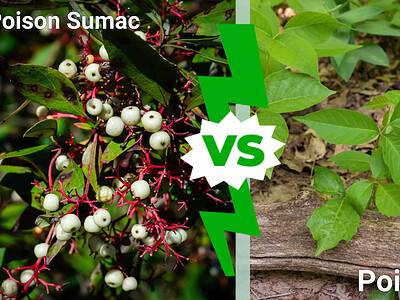 A Poison Sumac vs Poison Ivy: Which One Is More Dangerous to Touch?
