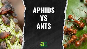 Aphids vs. Ants: 4 Key Differences to Know as They Emerge Picture