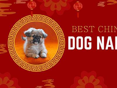A 250 Amazing Chinese Dog Names and Their Meanings