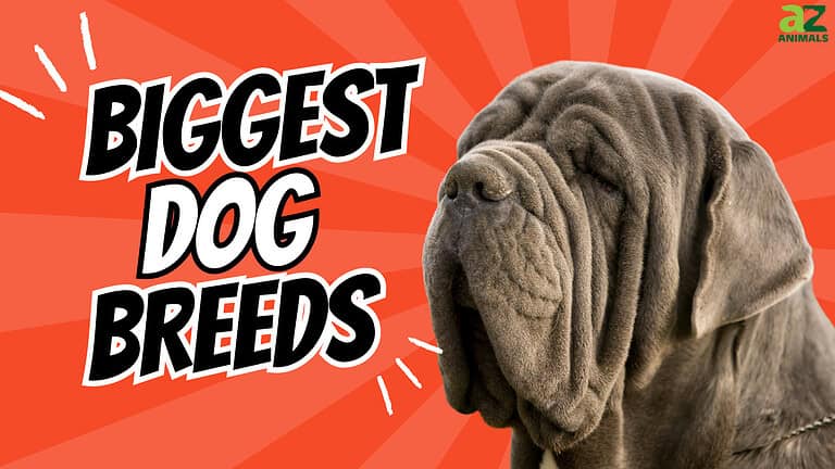 Biggest Dogs