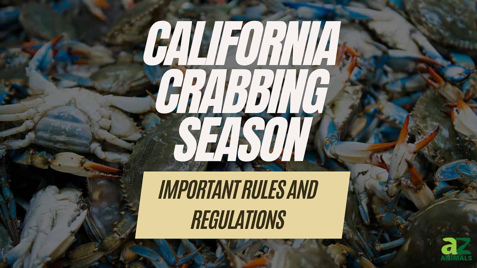 California Crabbing Season Timing, Bag Limits, and Other Important