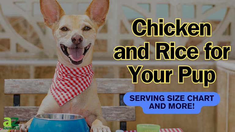 Chicken and Rice for Dogs