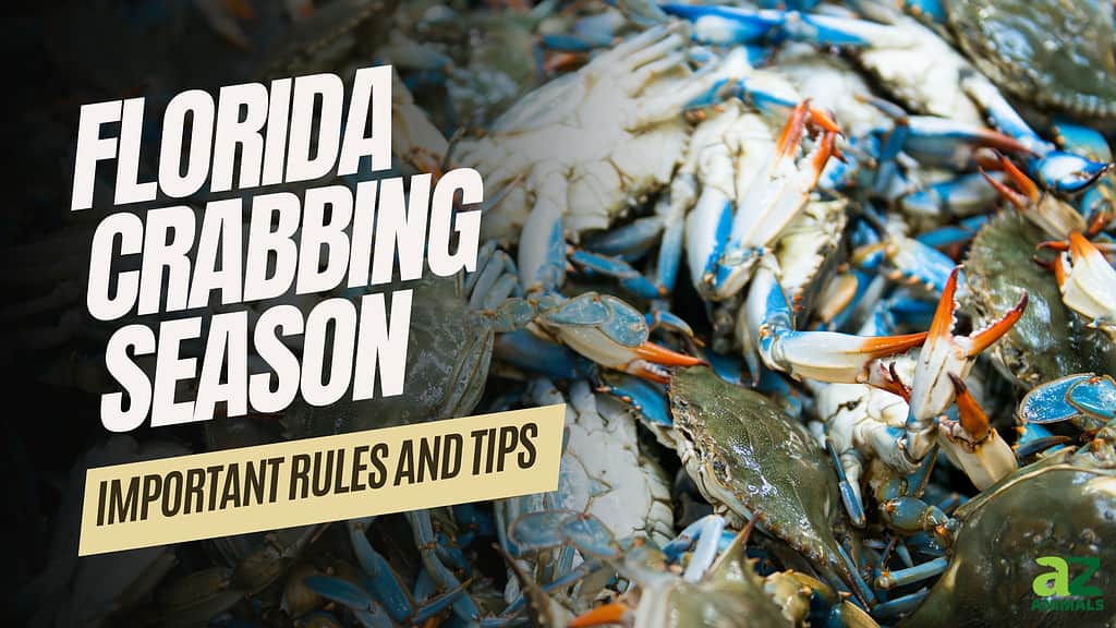 Florida Crabbing Season Timing, Bag Limits, and Other Important Rules