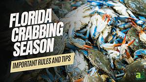 Florida Crabbing Season: Timing, Bag Limits, and Other Important Rules Picture