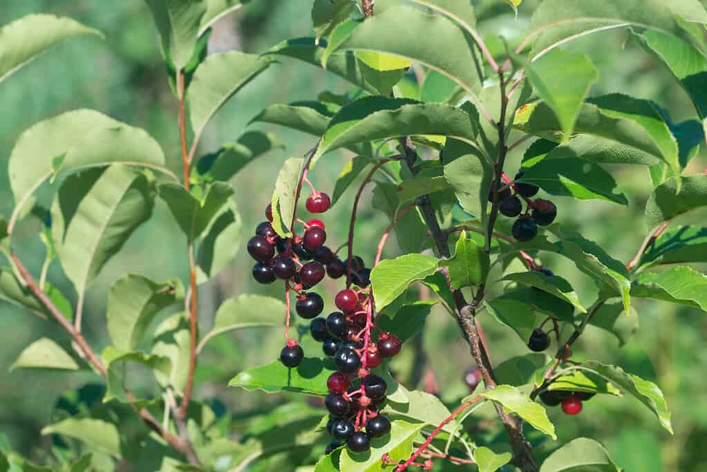 Prunus serotina, wild black cherry berries closeup selective focus