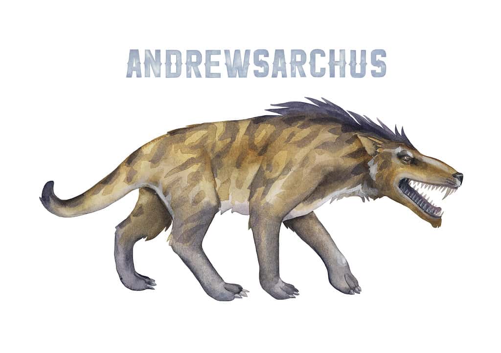 Watercolor prehistoric andrewsarchus isolated on white background