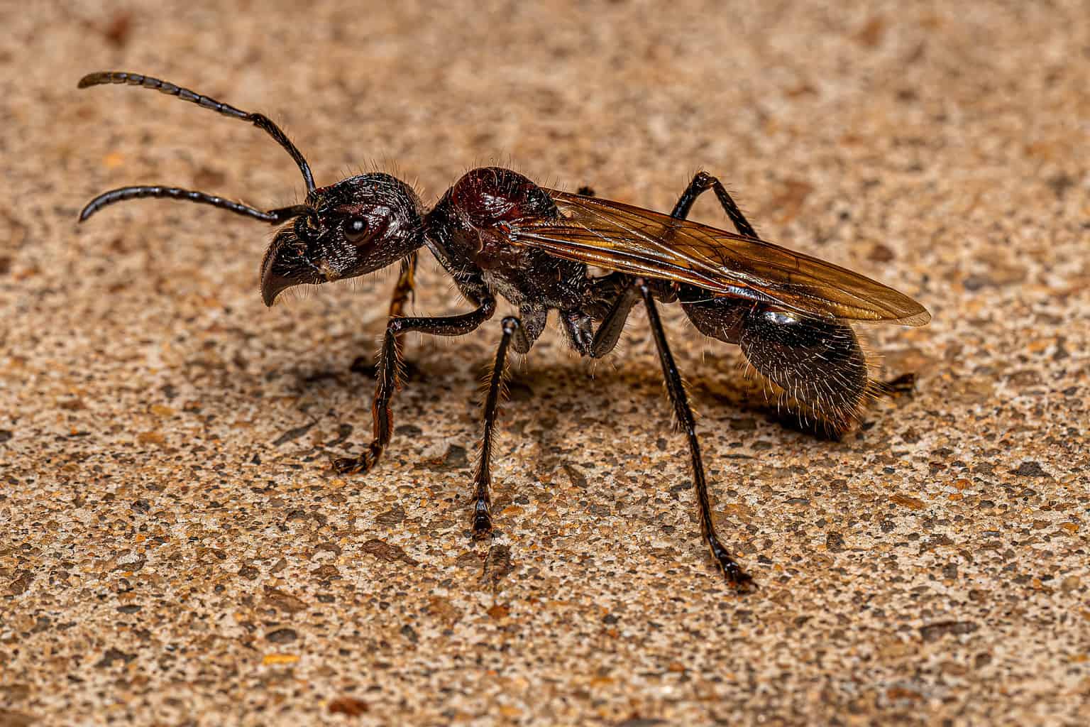 The 9 Most Dangerous Ants in the World - A-Z Animals