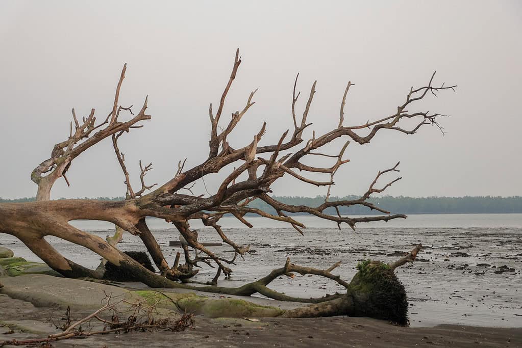 Uprooted trees after a destructive Cyclone.