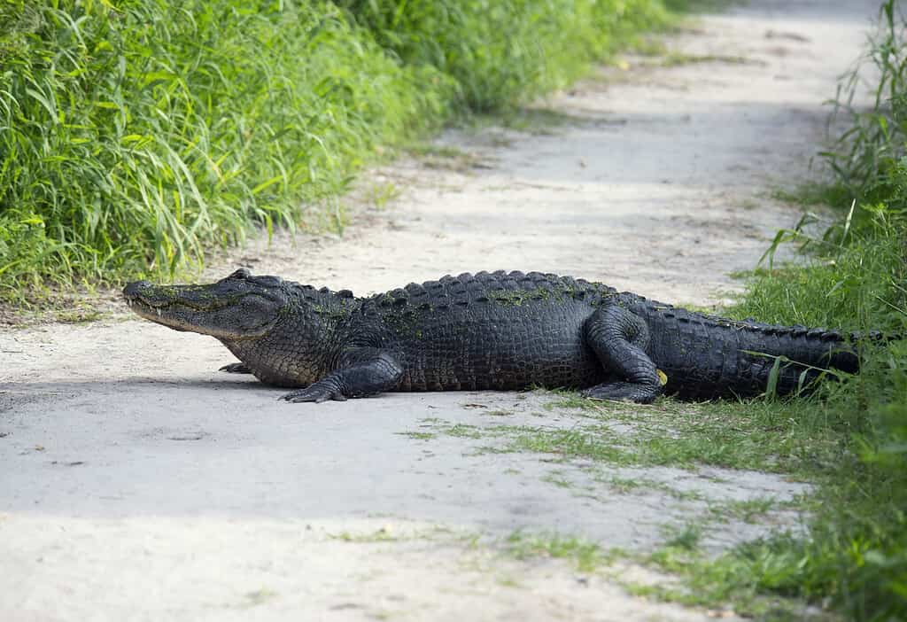 American Alligator resting on a trail