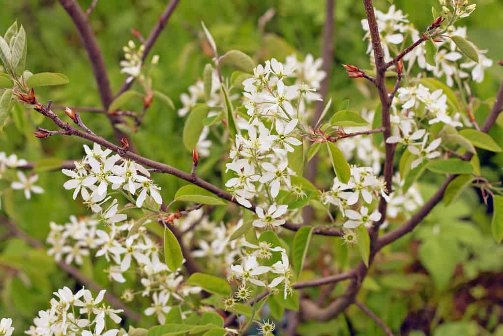 White spring flowers. Flowering Serviceberry (Amelanchier canadensis)