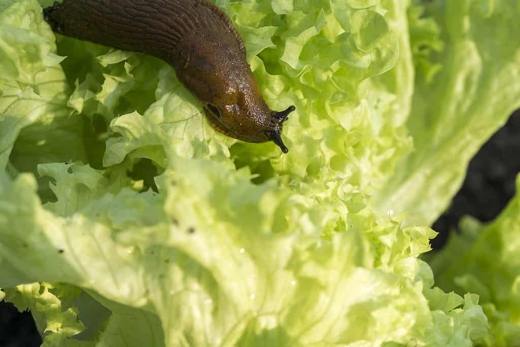 a slug in the garden eating a lettuce leaf