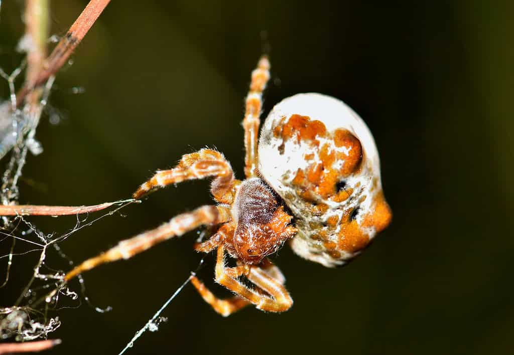 Bolas spider on its web.