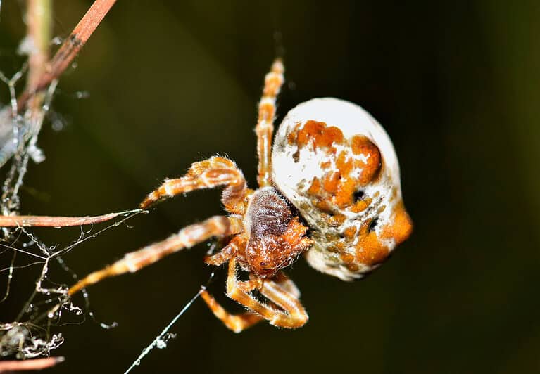 Bolas spider on its web.