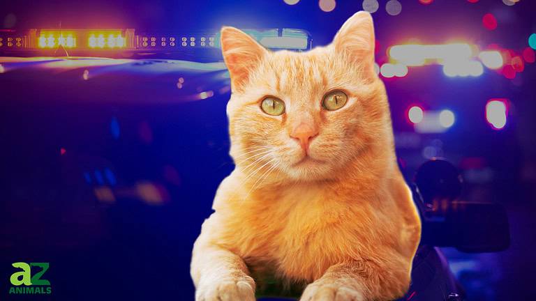 Hero Cat - MSN
