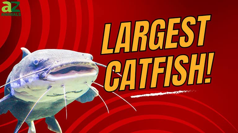 Largest Catfish in OK