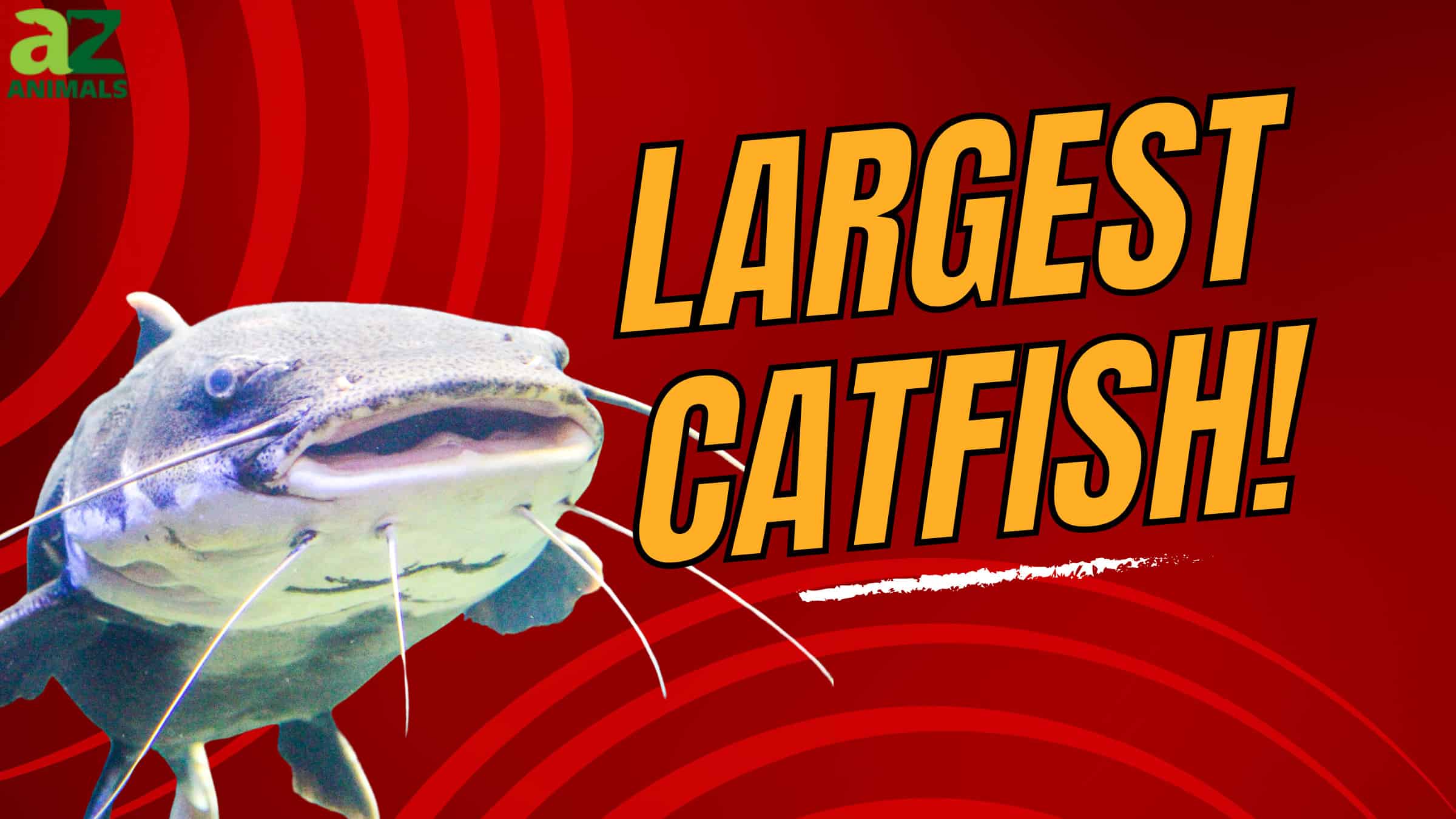 Largest Catfish in OK