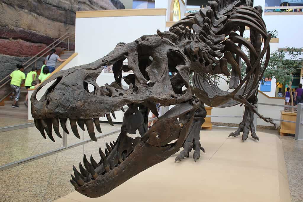 Stan the Tyrannosaurus rex