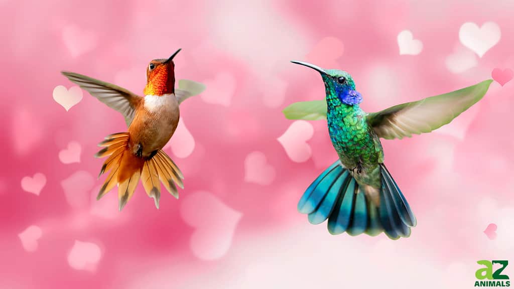Hummingbird Mating