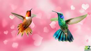 Do Hummingbirds Mate for Life? Discover the Relationships of These Wonderful Birds Picture