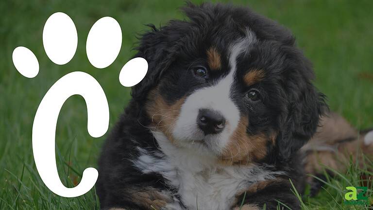 C Dog Names