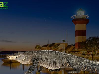 A Alligators in Hilton Head: 7 Spots You’re Most Likely to See Them