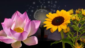 11 Flowers That Symbolize Wisdom photo