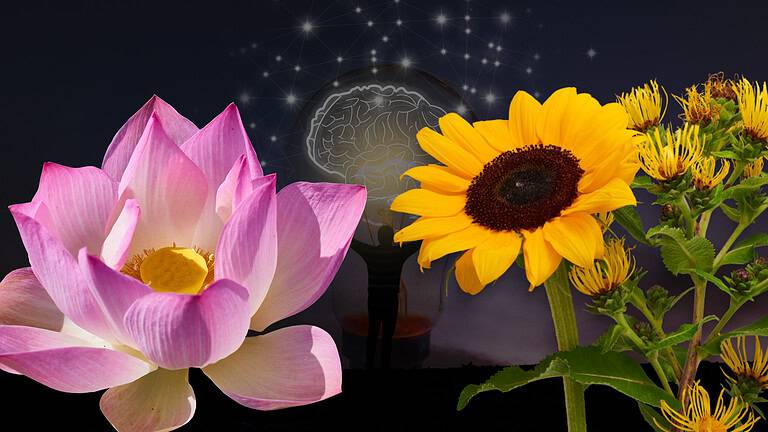 Wisdom Flowers