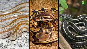 The 11 Best Pet Snakes for Beginners (Safe and Low Maintenance!) Picture