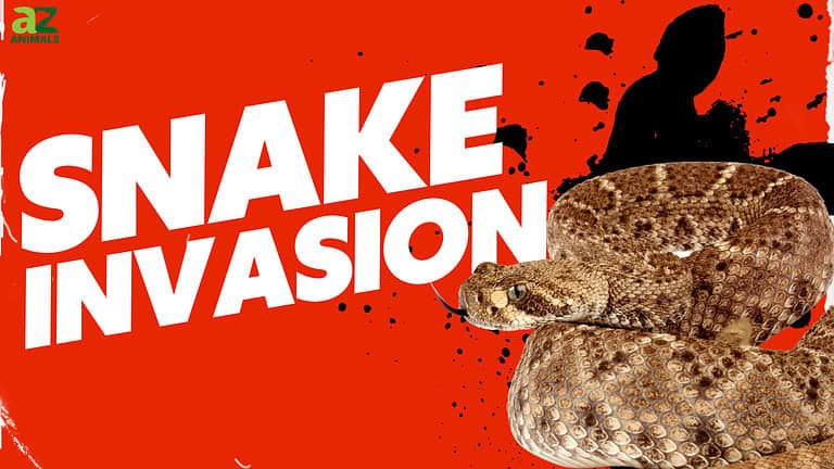 rattlesnake