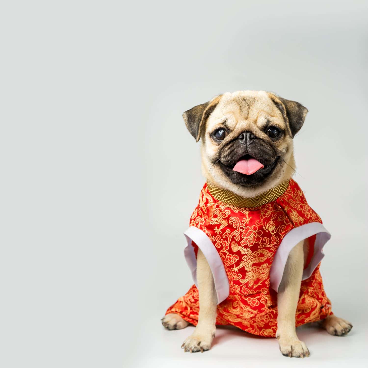 Pug Happy Chinese New Year
