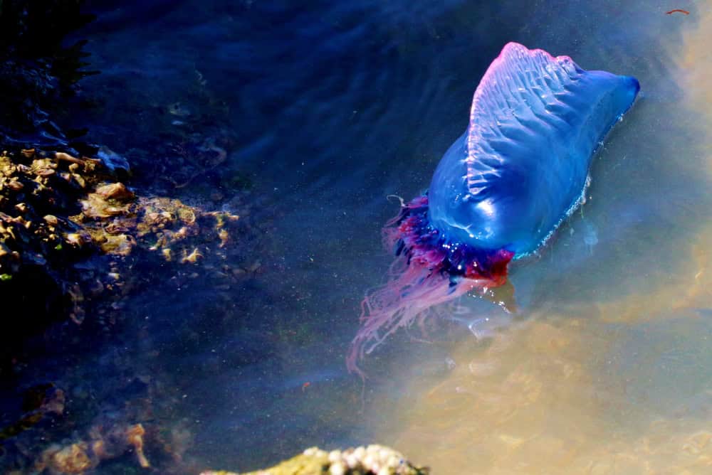 Man o War floating along in the ocean