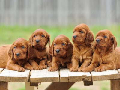 A Irish Setter Prices in 2024: Purchase Cost, Vet Bills, and More!