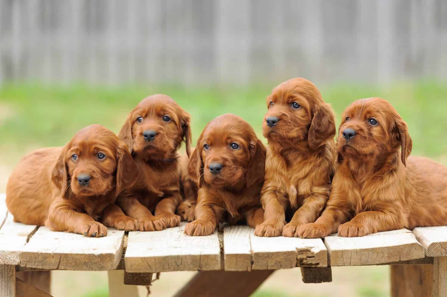 Five red setter puppies lie on wooden table, outdoors, horizontal