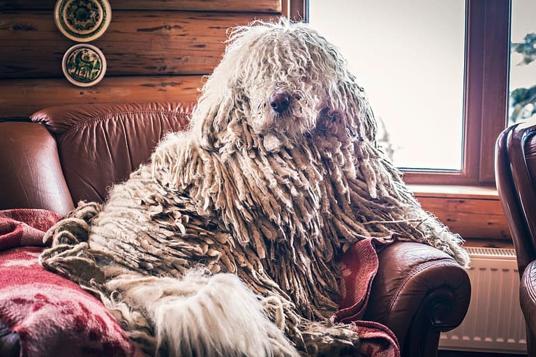 Hungarian Komondor dog in an armchair in front of window at home. Hungarian Komondor portrait.