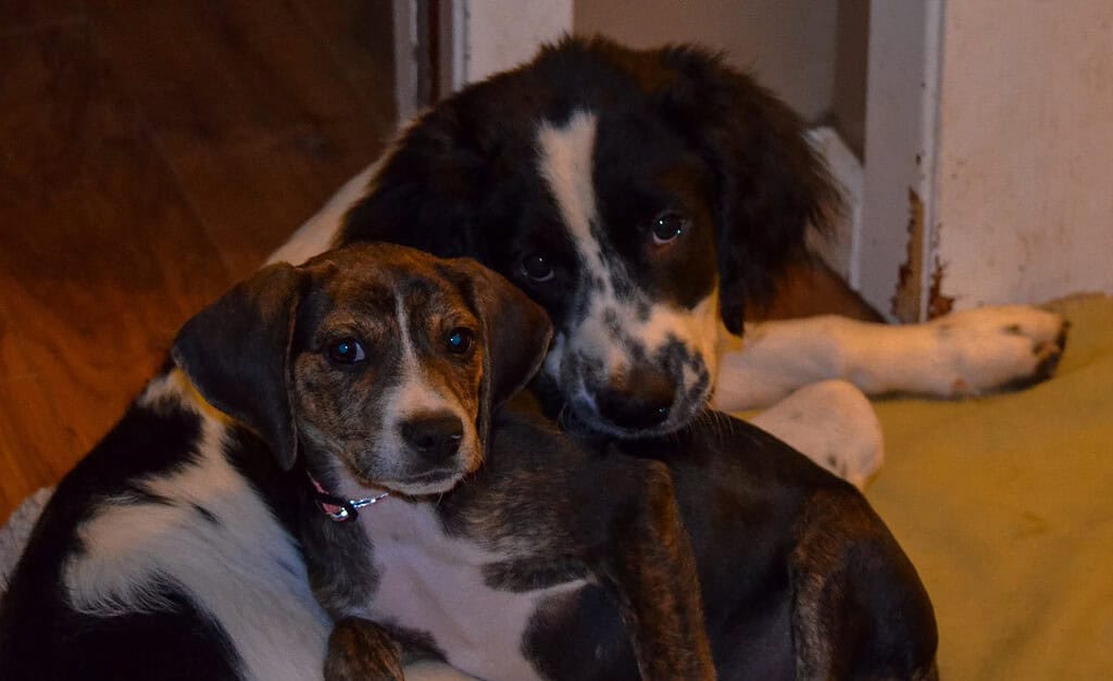 Midas the Springer Spaniel and Isla the Plott Hound relaxing with one another on a cold night in Charlotte NC, USA