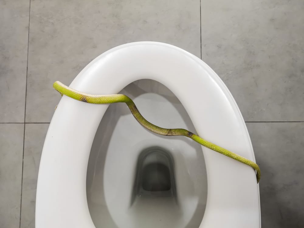 Green snake in toilet bowl, unsafety toilet, snake phobia concept