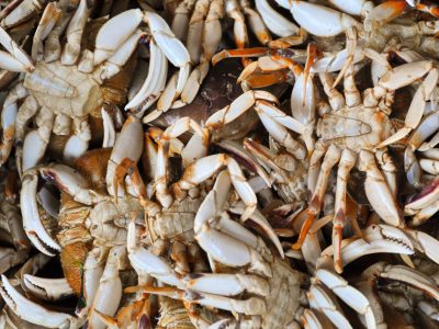A Oregon Crabbing Season: Timing, Bag Limits, and Other Important Rules