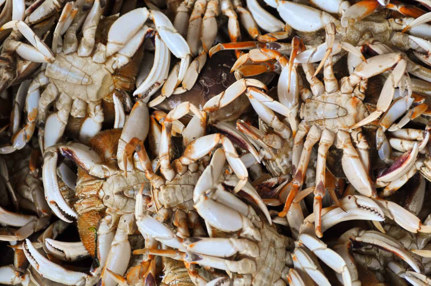 Close-up of a stack of freshly caught Dungeness crab. From the Oregon coast.