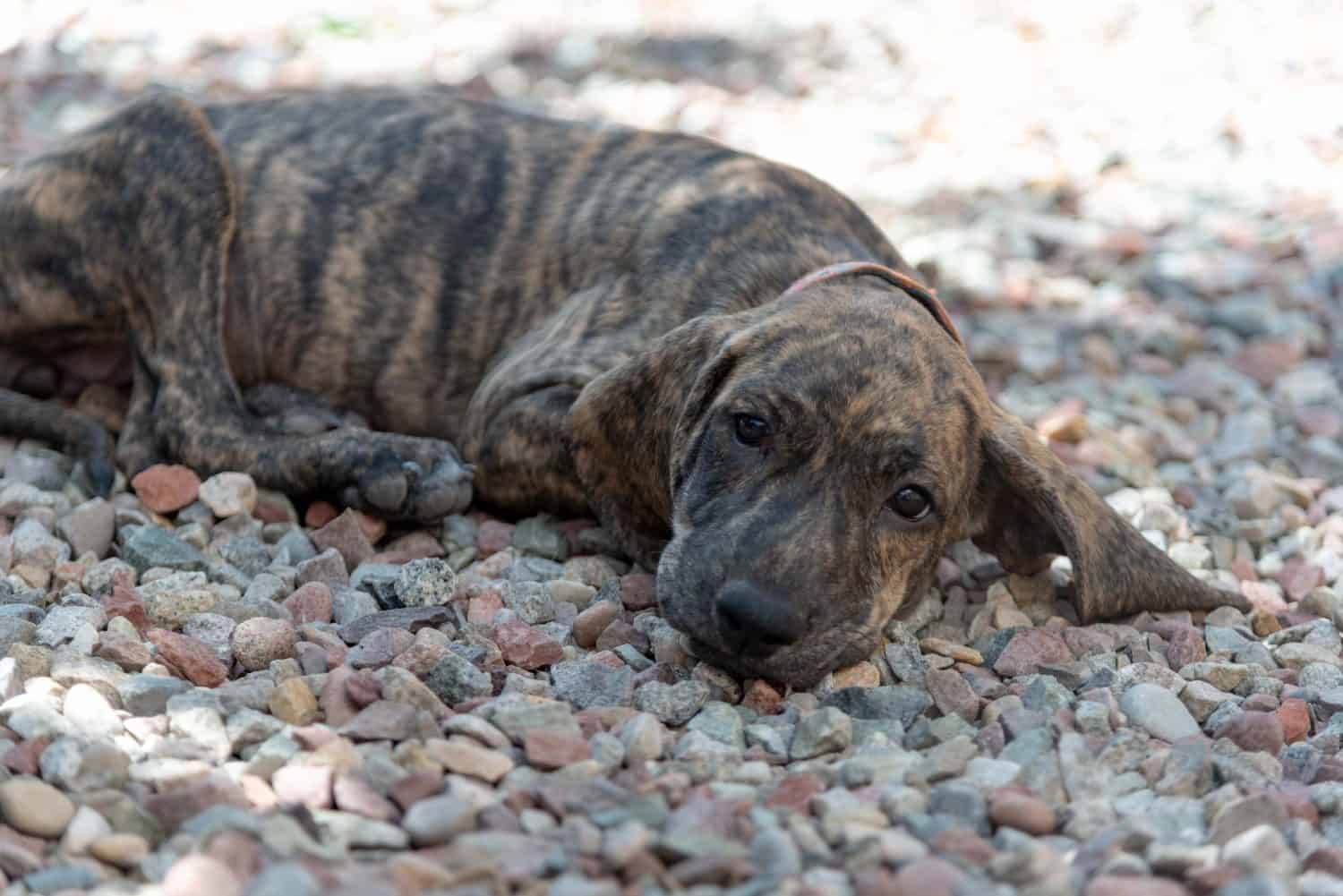 Plott Hound Dog Puppy Rescued from Texas Arrive at Colorado Animal Shelter Looking for Adoption and a Forever Home