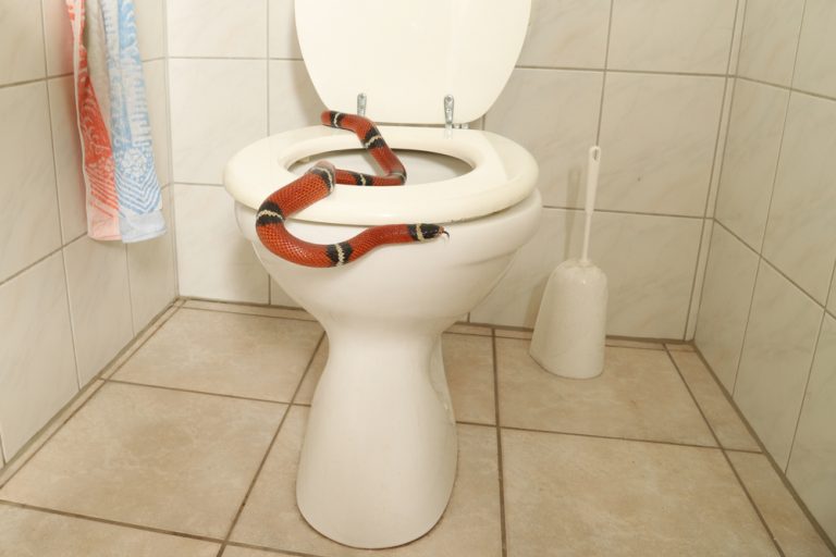 a snake in a bathroom seems to be coming out of the toilet