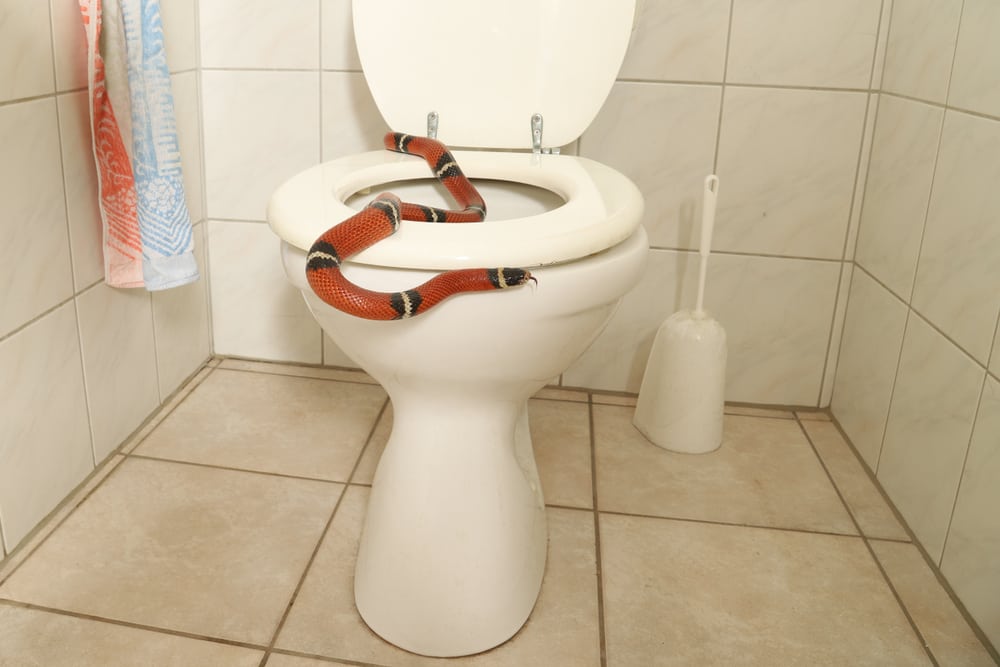 a snake in a bathroom seems to be coming out of the toilet